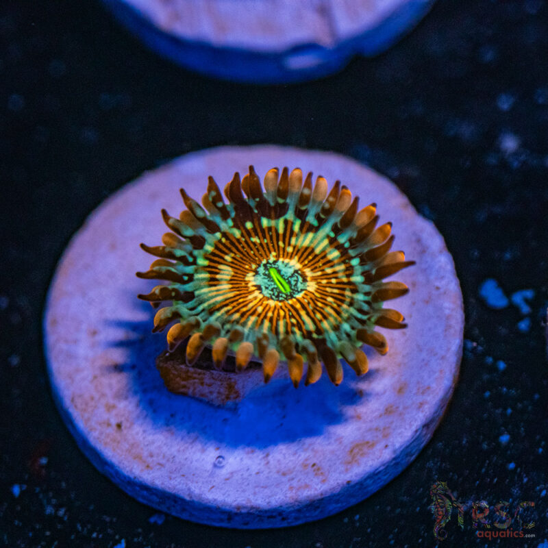 TRSC Aquatics