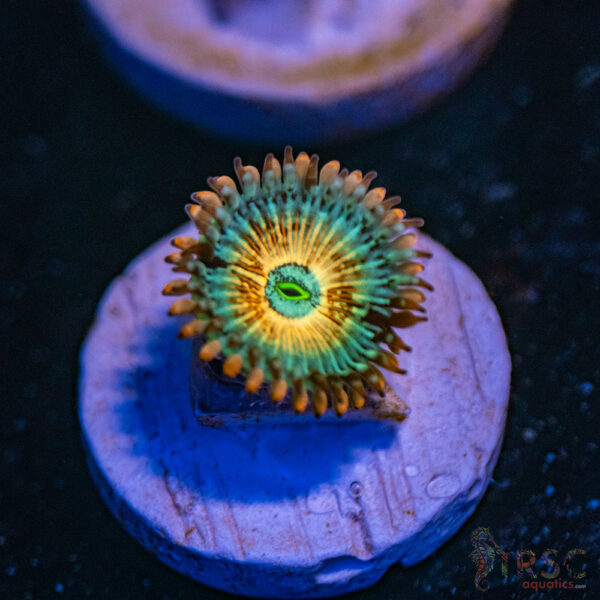 Stratosphere x Whitewalker Zoa D10