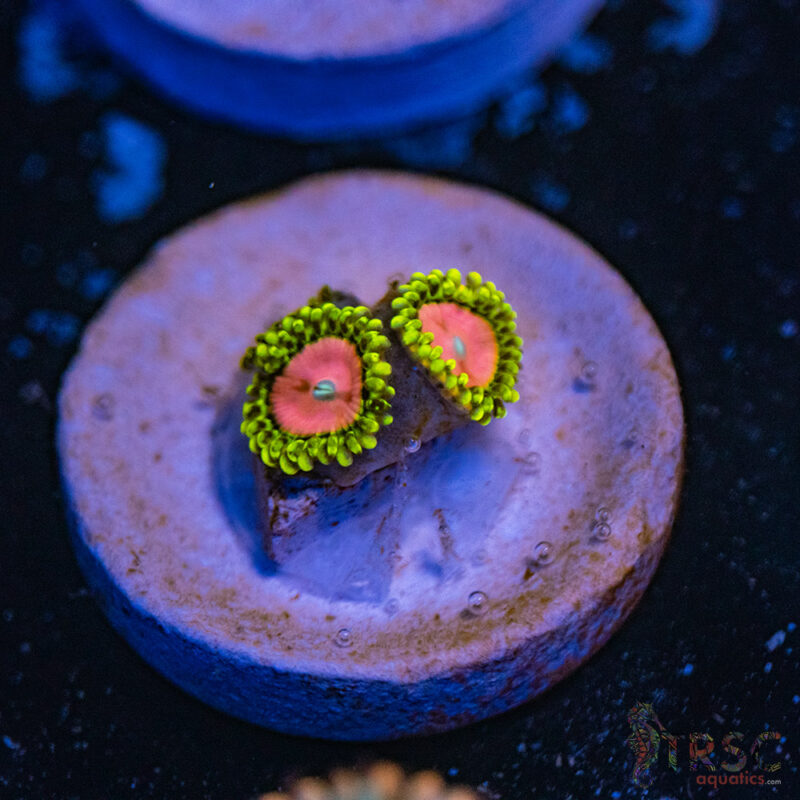 TRSC Aquatics