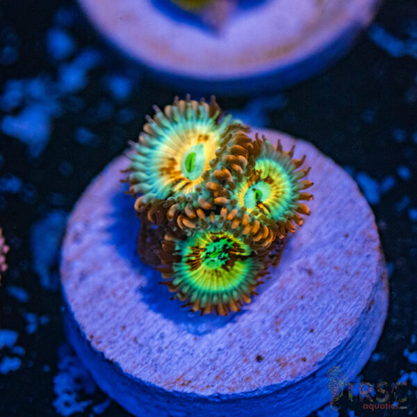 Seduction X Whitewalker Zoa D12