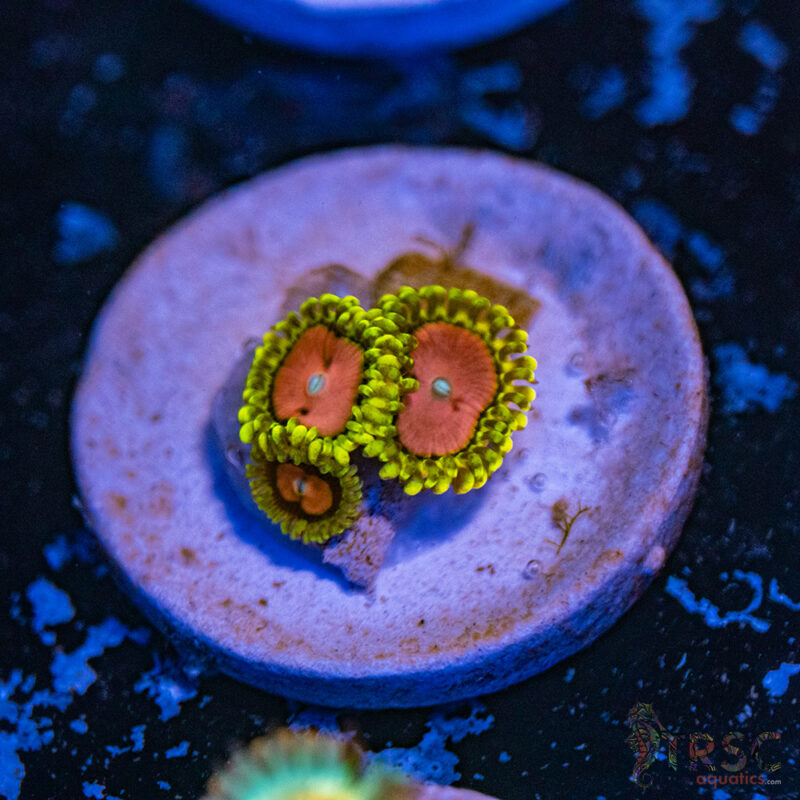 TRSC Aquatics