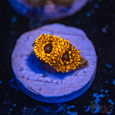 Utter Chaos Zoa D14