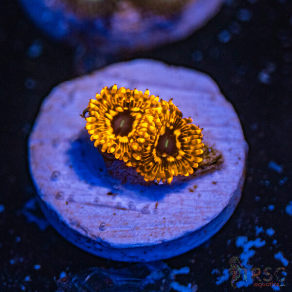 Utter Chaos Zoa D14
