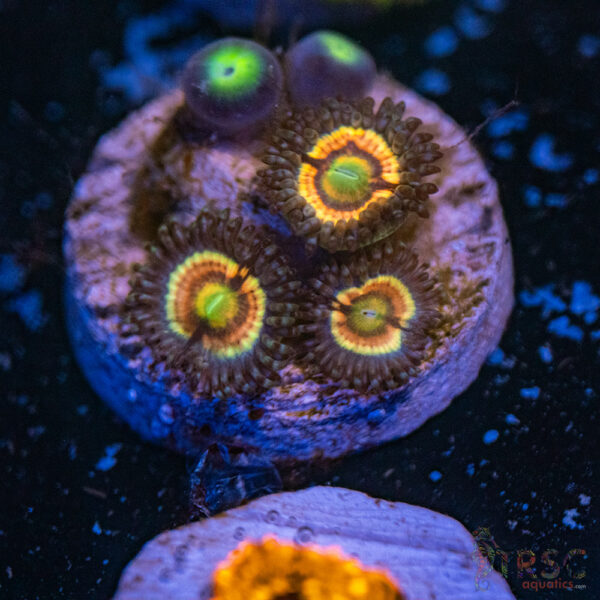 Pink Constellation Zoa D15