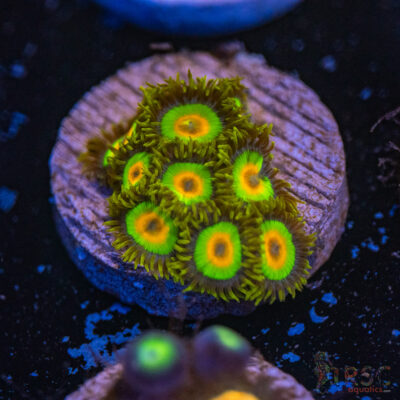 Rasta Zoa D16