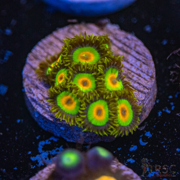 Rasta Zoa D16