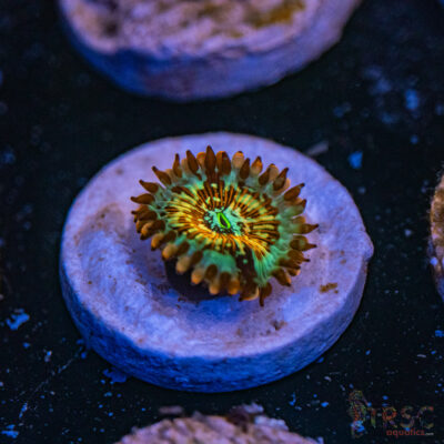 Seduction X Whitewalker Zoa D17