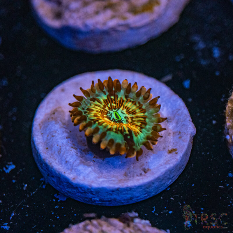 TRSC Aquatics