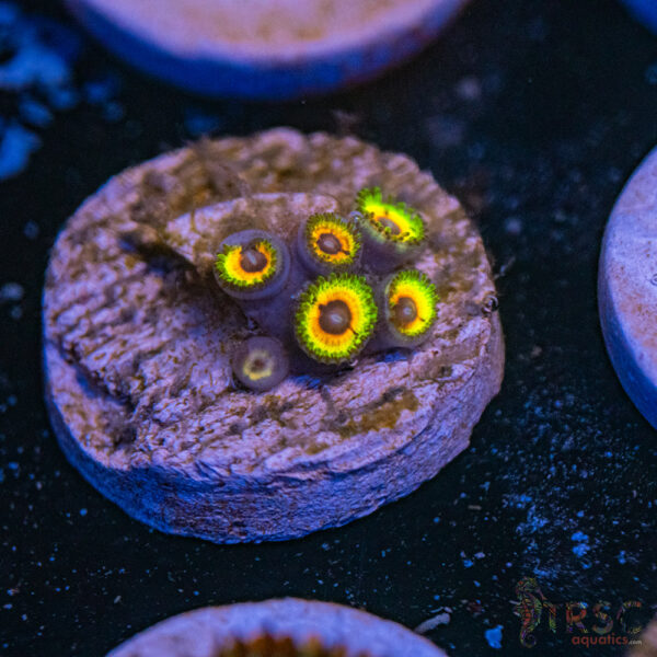 Little Shop of Horror Zoa D18