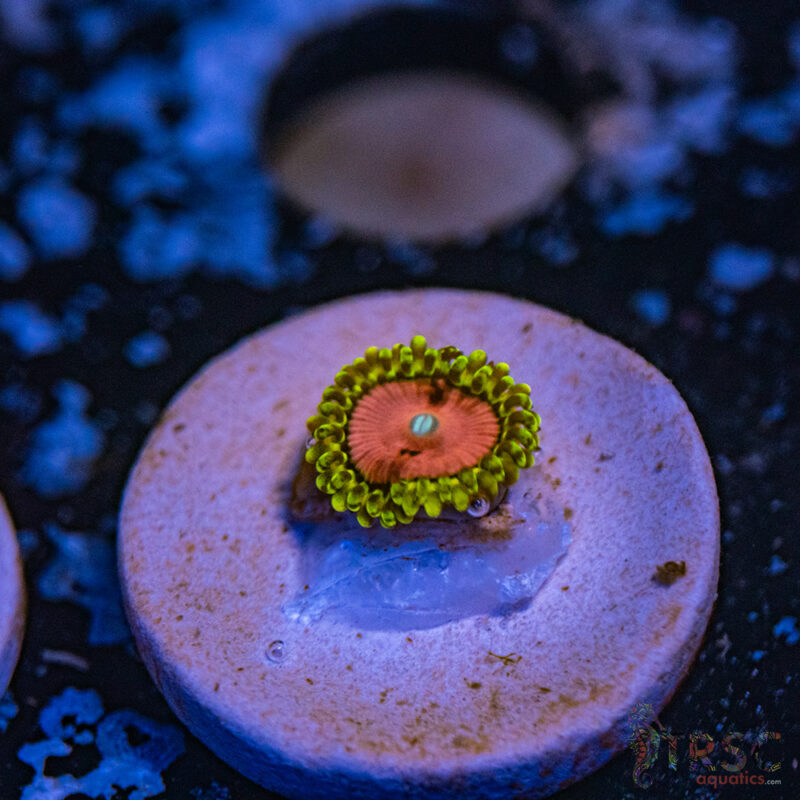 TRSC Aquatics