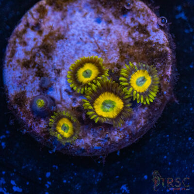 Scrambled Eggs Zoa E01