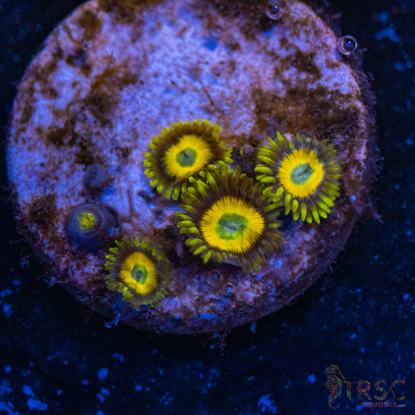 Scrambled Eggs Zoa E01