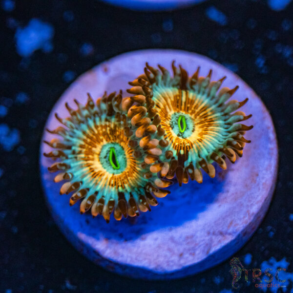 Seduction X Whitewalker Zoa E02