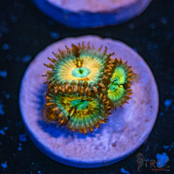 Seduction X Whitewalker Zoa E03
