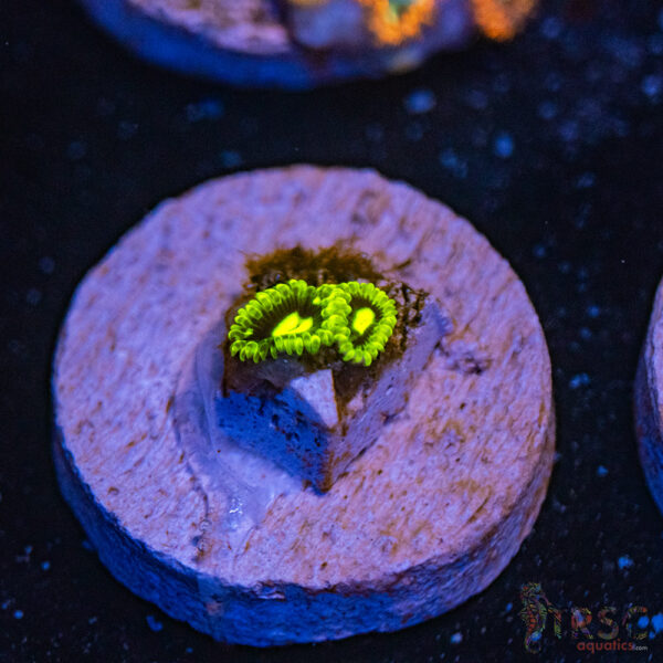 Exosphere Zoa E04