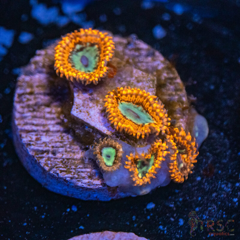 TRSC Aquatics