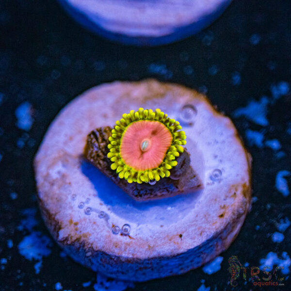 Pink Diamond Zoa E06