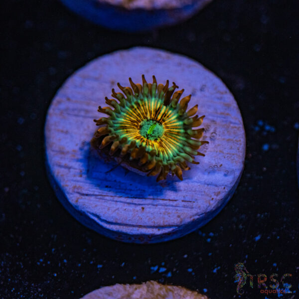 Seduction X Whitewalker Zoa E07