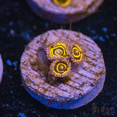 Stratosphere Zoa E09