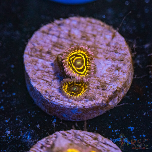 Stratosphere Zoa E10