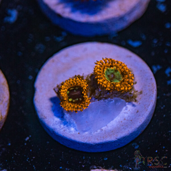Lava Chaos Zoa E11