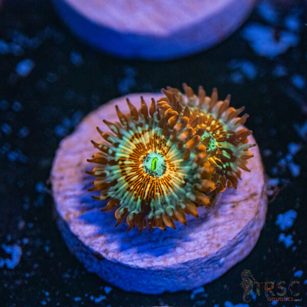 Seduction X Whitewalker Zoa E12