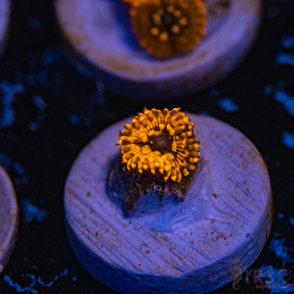 Utter Choas Zoa E13