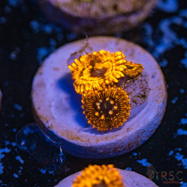 Utter Chaos Zoa E14