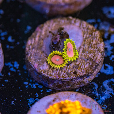 Pink Diamond Zoa E15