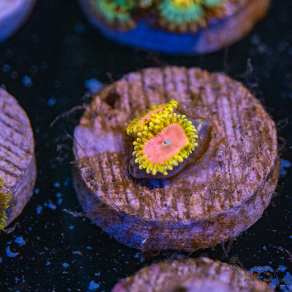 Pink Diamond Zoa E16
