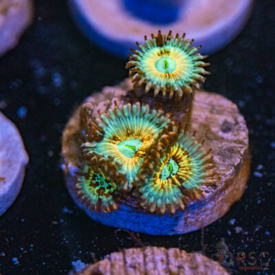 Seduction X Whitewalker Zoa E17