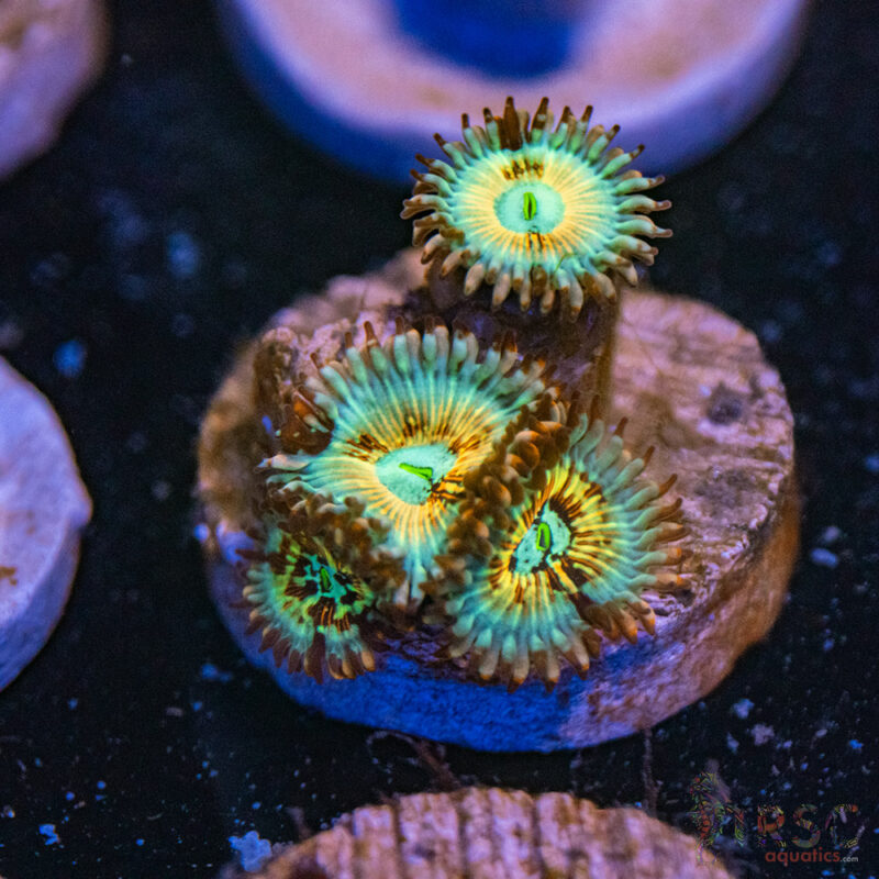 TRSC Aquatics