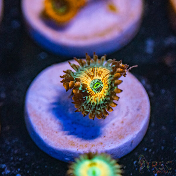 Seduction X Whitewalker Zoa E18