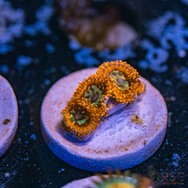 Lava Chaos Zoa E19