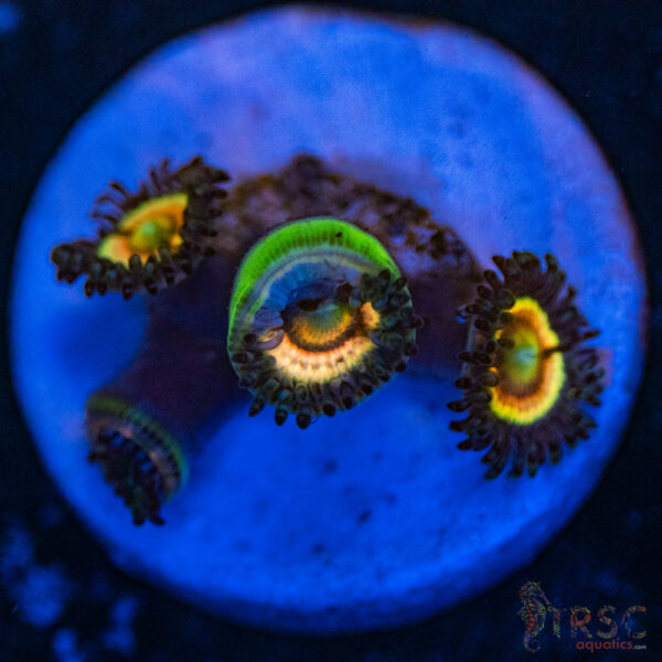 Pink Constellation Zoa F01