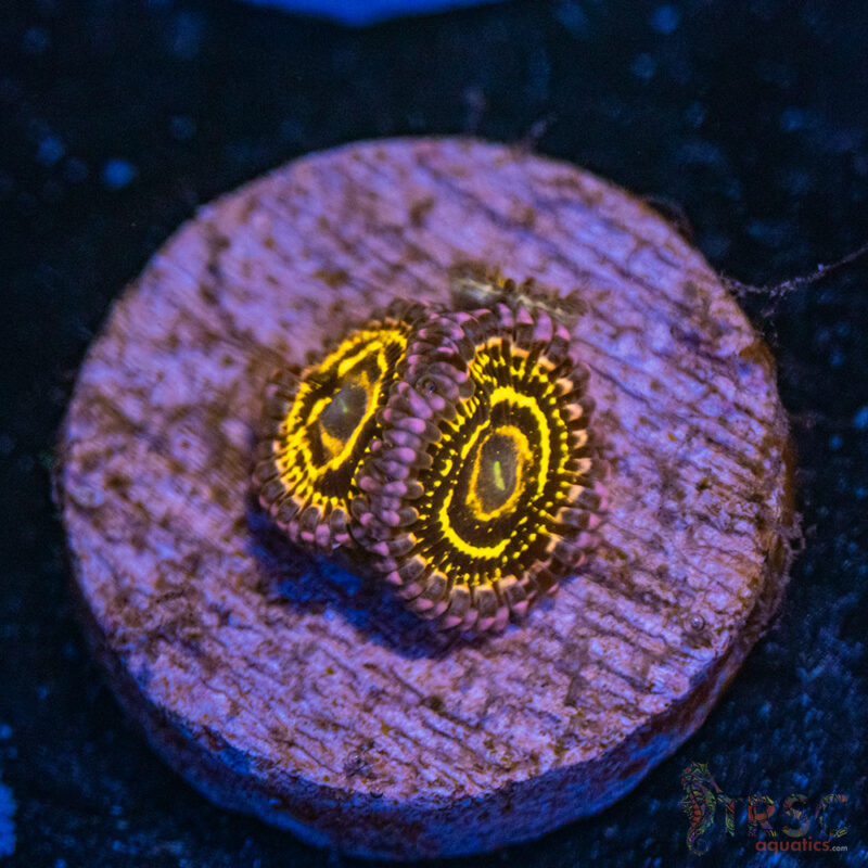 TRSC Aquatics