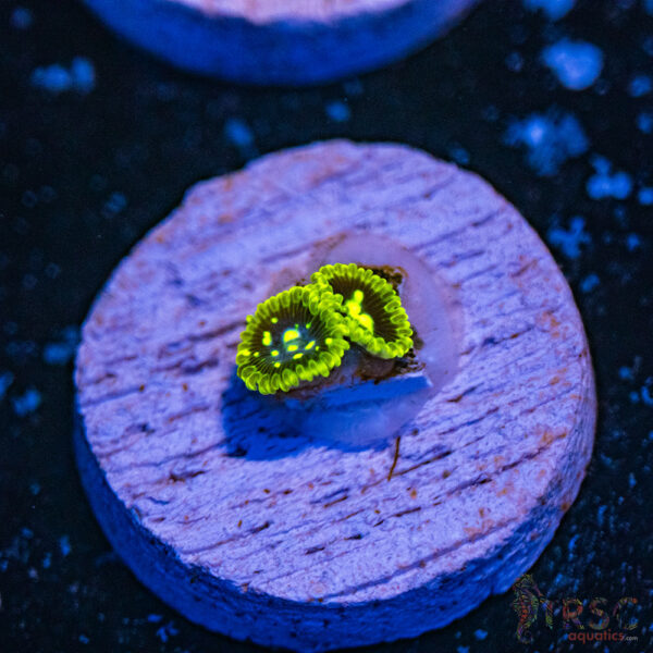 Exosphere Zoa F03
