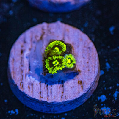 Exosphere Zoa F04