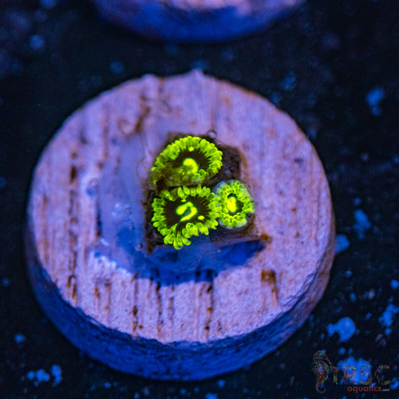 TRSC Aquatics