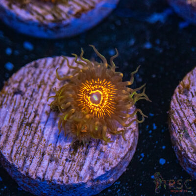 Lazer Lashes Zoa F05