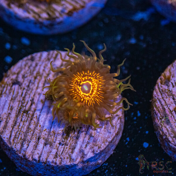 Lazer Lashes Zoa F05
