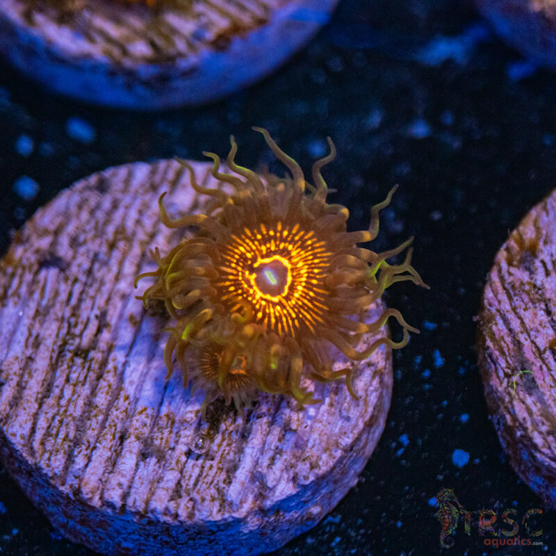 TRSC Aquatics
