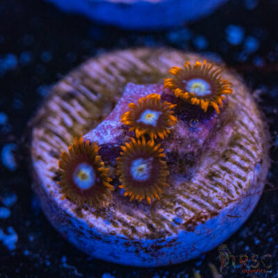 Fire and Ice Zoa F06