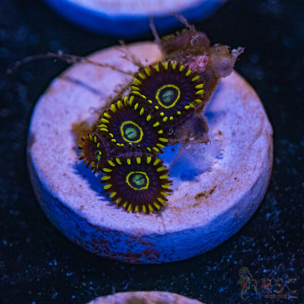Blue  Hornets Zoa F08