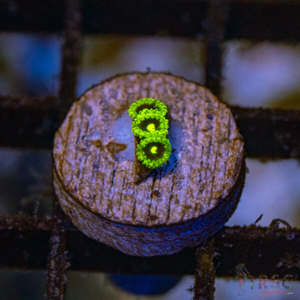 Exosphere Zoa F09