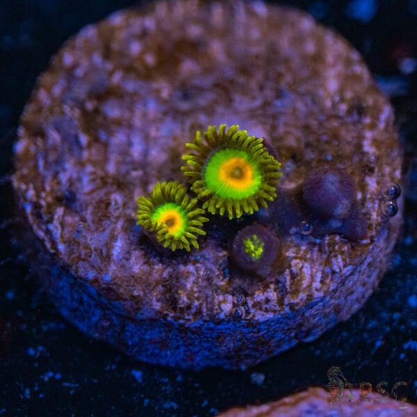 Rastas Zoa F10