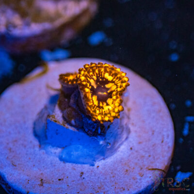 Utter Chaos Zoa F11