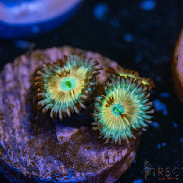 Seduction X Whitewalker Zoa F12