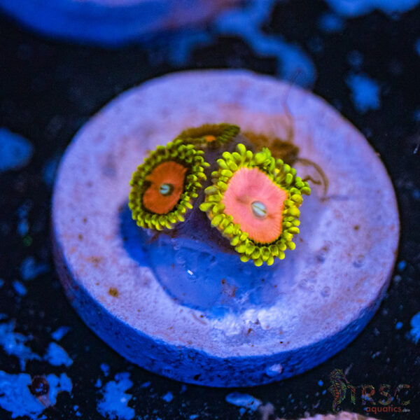 Pink Diamonds Zoa F13