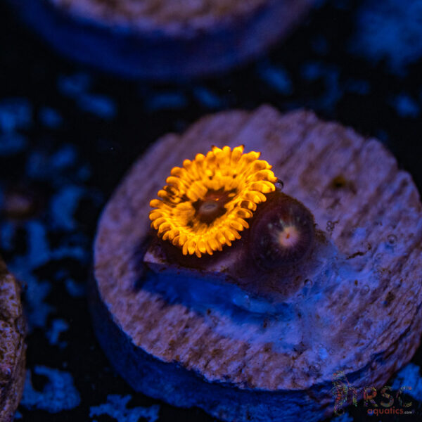 Utter Chaos Zoa F15